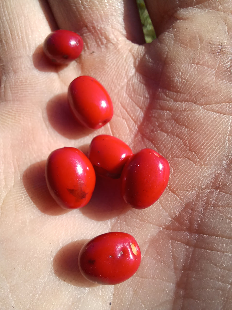Northern Spicebush - Lindera benzoin – Rooted By The Bluffs