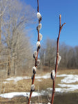 Pussy Willow - Salix discolor