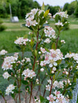 Chokeberry - Aronia melanocarpa