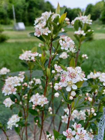 Chokeberry - Aronia melanocarpa
