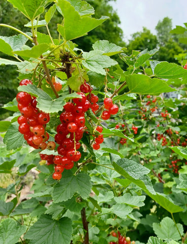 Red Currant - Ribes rubrum