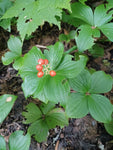 Bunchberry - Cornus canadensis