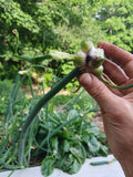 Egyptian Walking Onions - Allium x proliferum - SEED