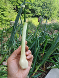 Egyptian Walking Onions - Allium x proliferum - SEED