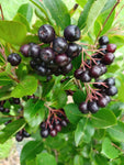 Chokeberry - Aronia melanocarpa