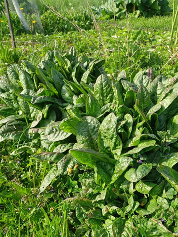 Seedless Sorrel - Rumex acetosa