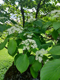 Pagoda Dogwood, Alternative Leaved Dogwood - Cornus alternifolia