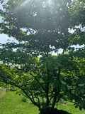 Pagoda Dogwood, Alternative Leaved Dogwood - Cornus alternifolia