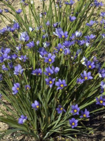 Common Blue Eyed Grass - Sisyrinchium montanum