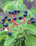 Pagoda Dogwood, Alternative Leaved Dogwood - Cornus alternifolia