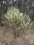 Pussy Willow - Salix discolor