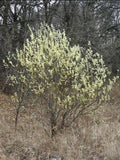 Pussy Willow - Salix discolor