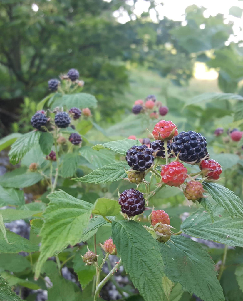 Black Raspberry - Rubus occidentalis – Rooted By The Bluffs