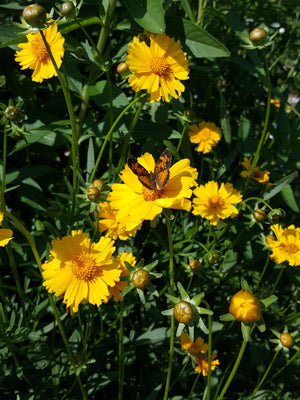 By The Bluffs Native Plants, Permaculture Design – Rooted By The
