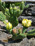 Eastern Prickly Pear Cactus - Opuntia sp.