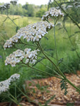Yarrow - Achillea millefolium