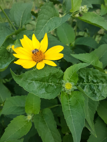 Smooth Ox-Eye, False Sunflower - Heliopsis helianthoides