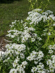 Virginia Mountain Mint - Pycnanthemum virginianum