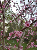 Peach Tree Seedling