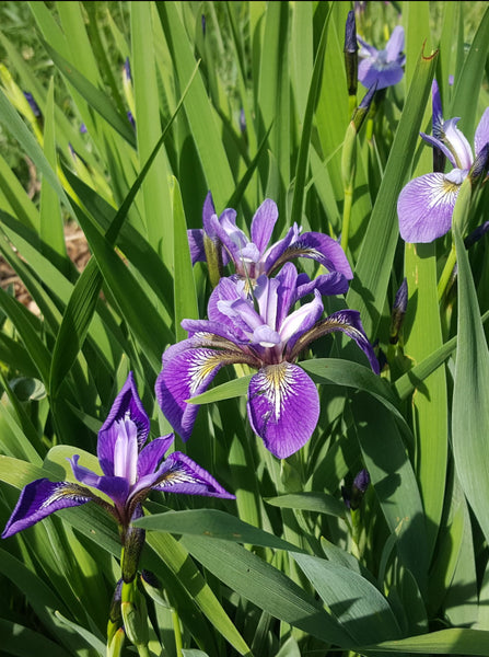Blue Flag Iris, Bundle of 2