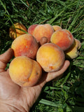 Peach Tree Seedling