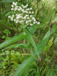 Boneset - Eupatorium perfoliatum