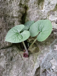 Wild Ginger - Asarum canadense