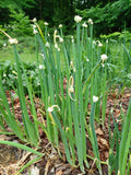 Egyptian Walking Onions - Allium x proliferum - SEED