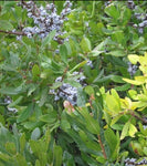 Northern Bayberry - Myrica pensylvanica